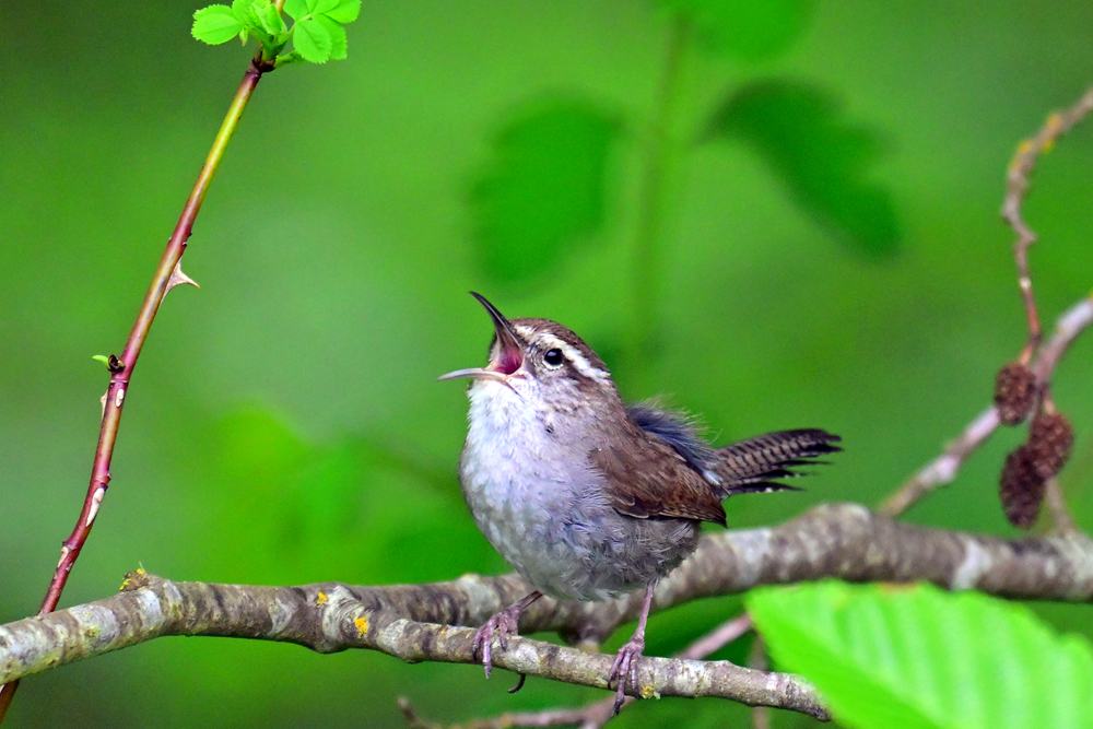 Bewicks Wren Bewicks Wren